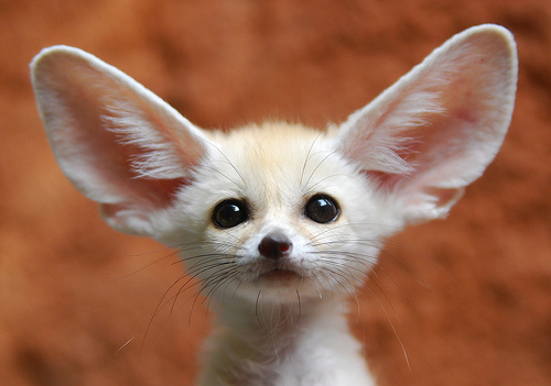 Fennec Fox Toy