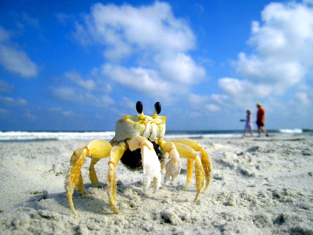 i love crabs