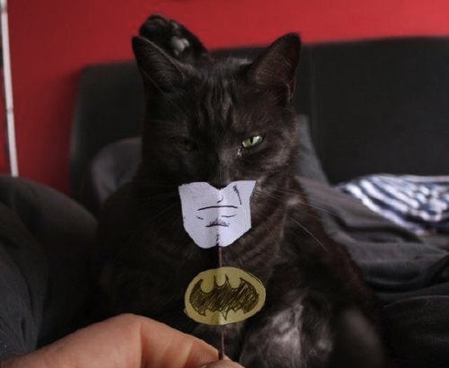 Real Catman