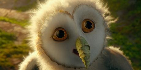 Animated Owl Movie