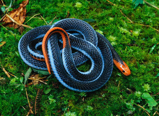 Image result for blue coral snake