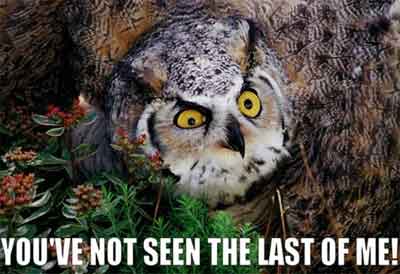 Owl Revenge