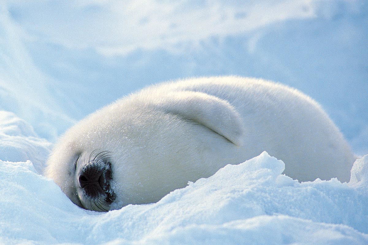 puppy seal