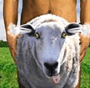 shagging a sheep