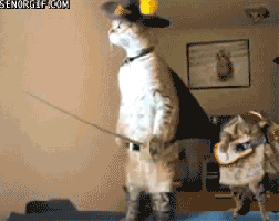 Meow+that+the+humans+knowlet+the+battle+for+earth+begin+_b882f8d7c73312fb21ccb5184dcab668.gif