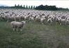 Sheep protest