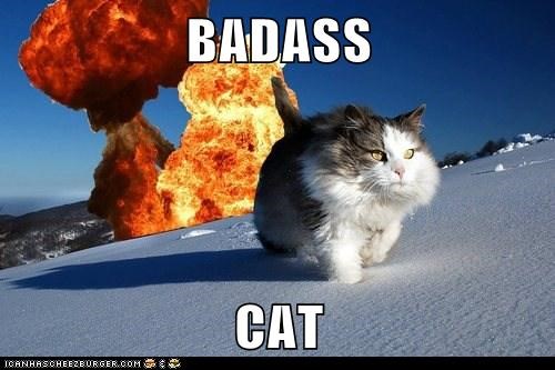 Image result for badass cat