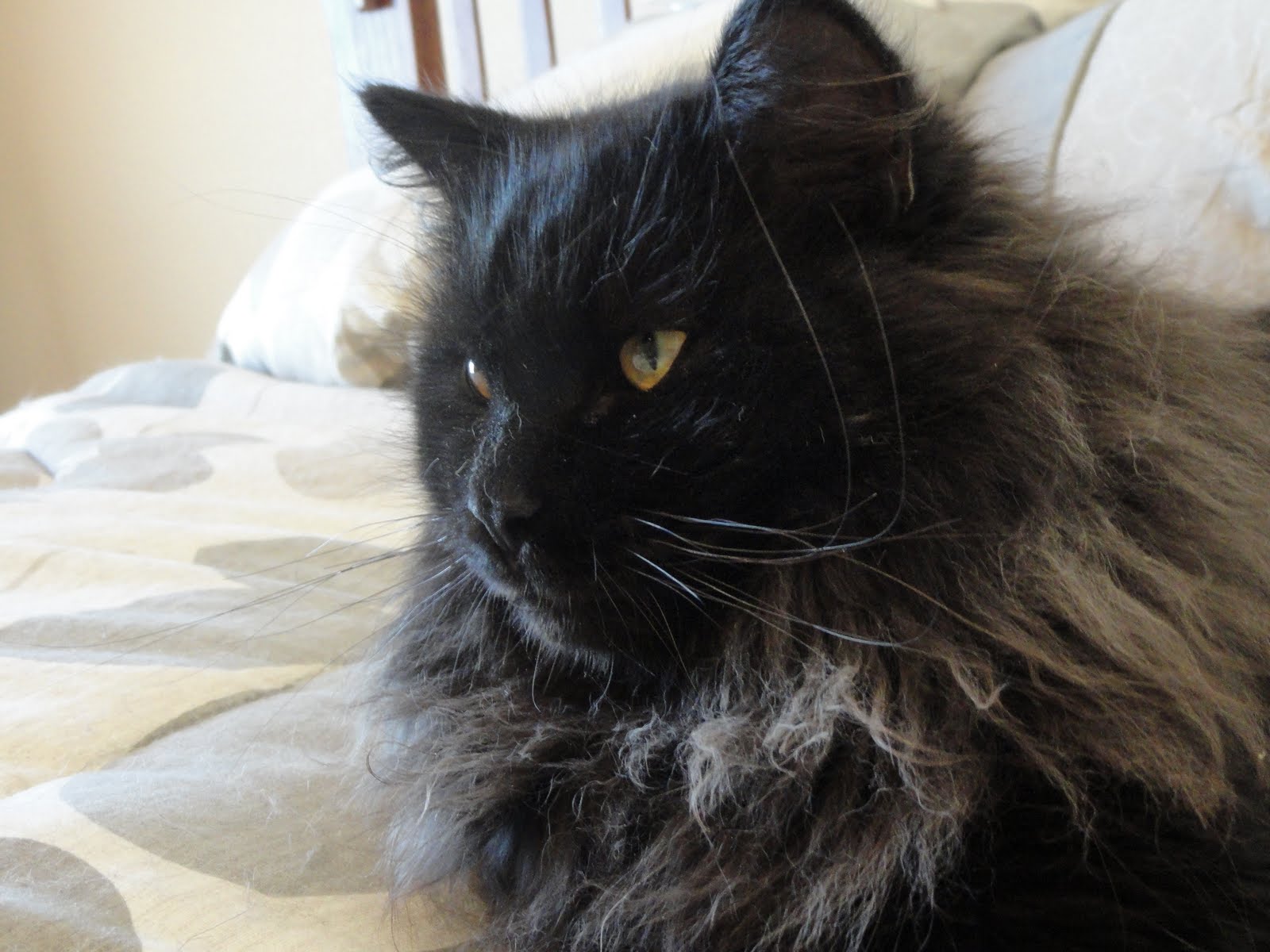 Unless A Siberian Cat Is From A Breeder Of Siberian 137322411