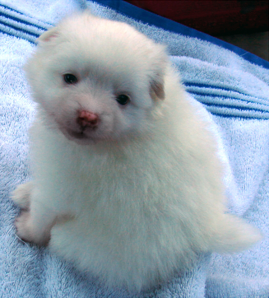 pomeranian puppy looks like bear cub