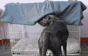 Dogs+do+love+blankets+_2ae893ada7192d4191d2318792f7be0b.gif